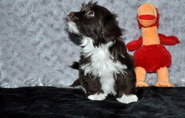 Liebevollen Bolonka-Zwetna-Welpen - Rassehunde Bolonka Zwetna - Langenselbold