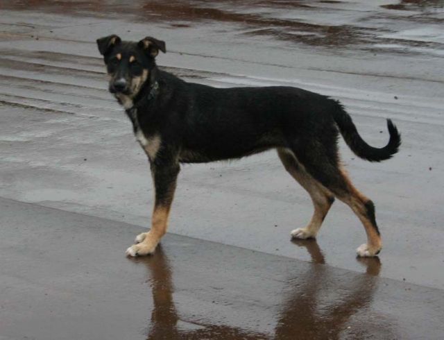Kleiner Deutscher Schaeferhund Mischling 5 Monate Aus Russland Hunde Kleinanzeigen Net