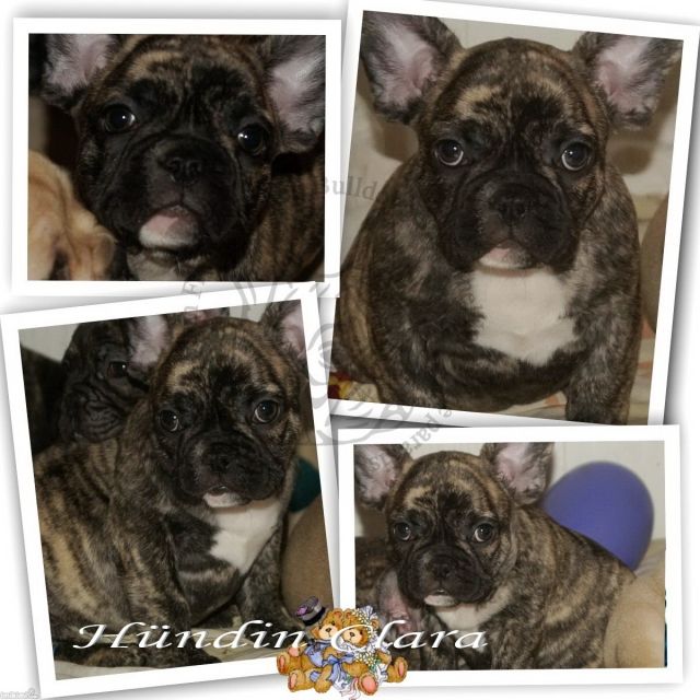 Französische Bulldoggen Hündin Clara mit Pap. - Rassehunde Franzoesische Bulldogge - frankfurt