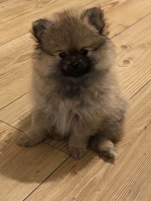 Pomerian zwergspitz  - Rassehunde Spitz - Berlin 