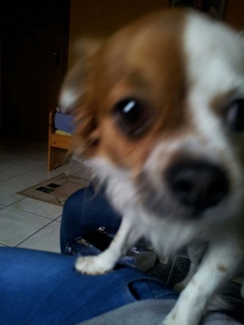 Biete Hundesitting & Gassiservice - Hundesitter - Ketsch