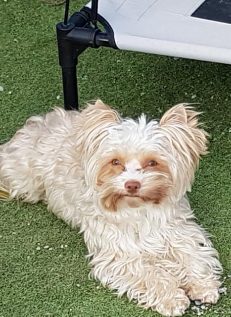 Yorkshire Terrier Deckruede erwachsen - Deckanzeigen - Marsberg