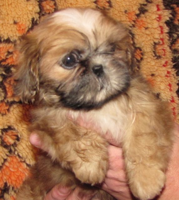 Una süßes Shih Tzu Mädchen - Rassehunde Shih Tzu - feldatal