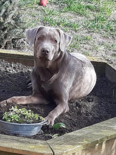 Deckrüde Labrador  - Deckanzeigen - Tribsees 