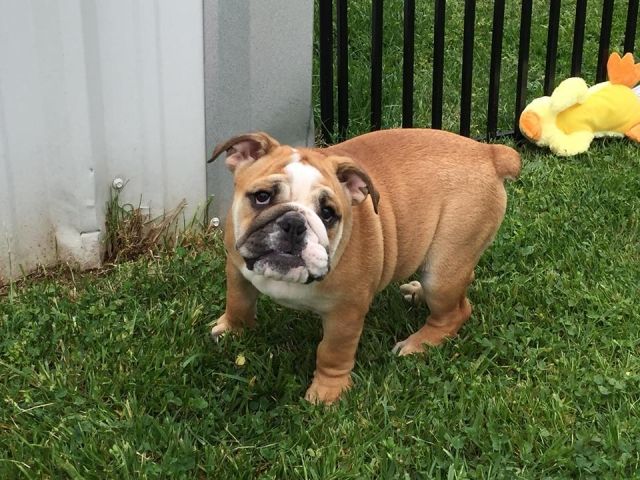 Englische Bulldoggenwelpen - Deckanzeigen -  Berlin