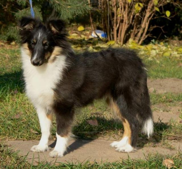 Sheltie  Hündin tricolor - Rassehunde Sheltie - 96316