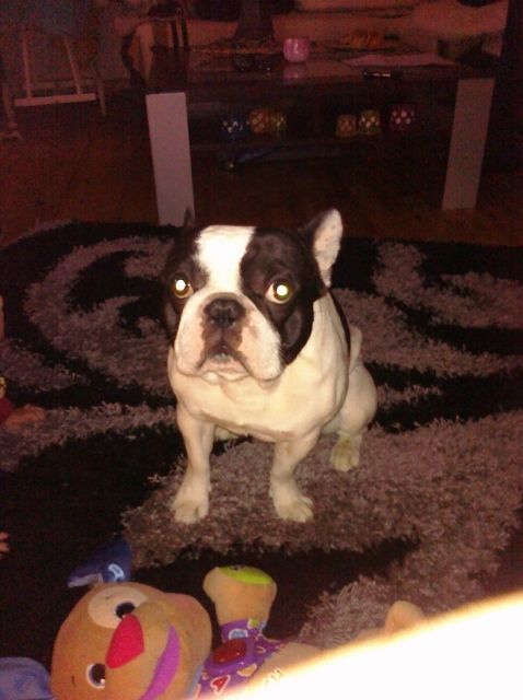 Rüde sucht Weibchen - Rassehunde Franzoesische Bulldogge - Riegelsberg