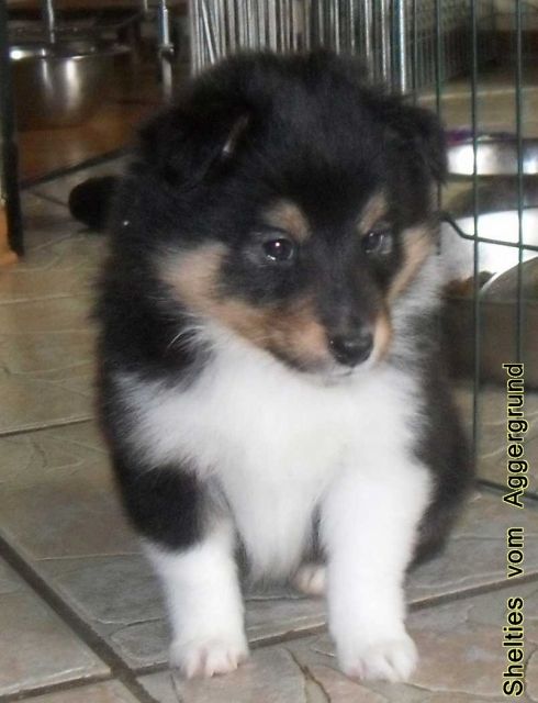 Sheltie, der ideale Familienhund - Welpen aus VDH Zucht abzugeben - Rassehunde Sheltie - Reichshof