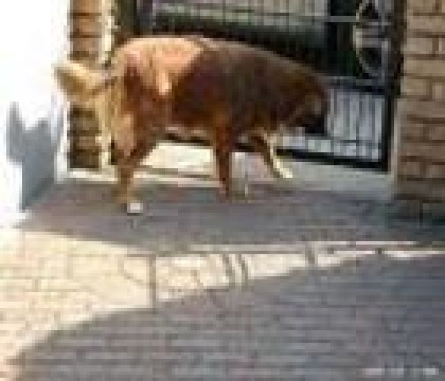 Peggy, 3-4 J. sucht eigene Familie - Mischlinge - Steffenberg