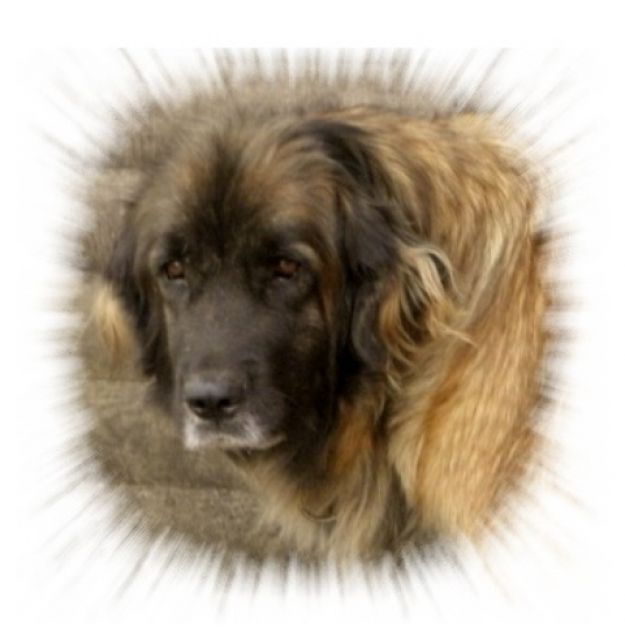 Leonbergerhündin Anny sucht neues Zuhause - Rassehunde Leonberger - Steyerberg