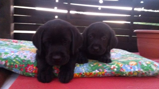  Reinrassiegen Labrador Rüden  - Rassehunde Labrador - Hann. Münden