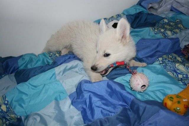 Weisse Schäferhund Welpen mit Papiere (4Hündinnen) - Rassehunde Weisser Schweizer Schaeferhund - Nettetal