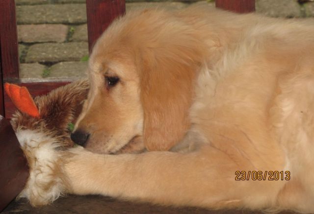 Golden Retriever-Welpen suchen ein Zuhause - Rassehunde Golden Retriever - Vlodrop
