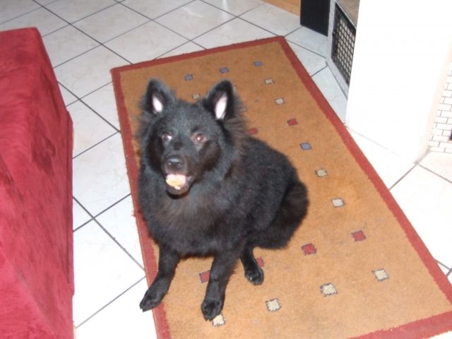 Reinrassiger schwarzer Großspitz-Rüde ca. 6Mon - Rassehunde Spitz - Kerpen