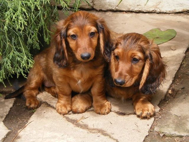 Langhaardackel Welpen rot (Standart) - Rassehunde Dackel - Werdau