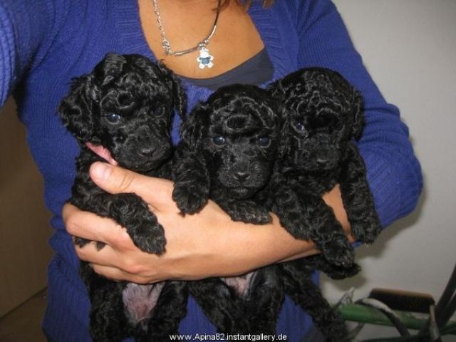 Toy- Zwergpudelwelpen schwarz - Rassehunde Pudel - Au Hallertau