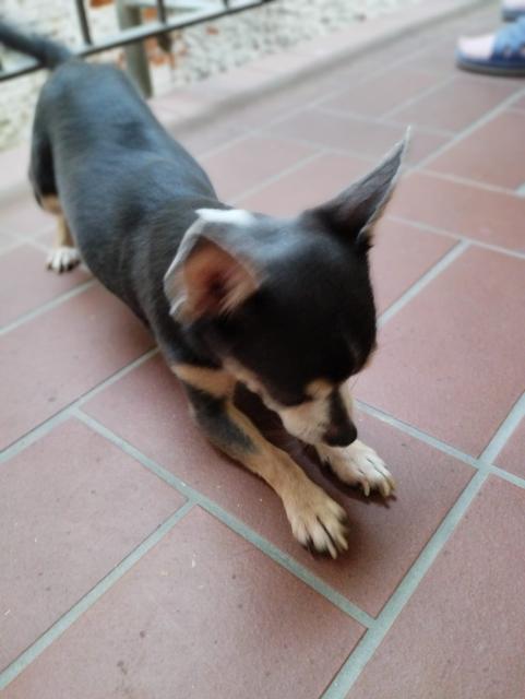 Zwerg Chihuahua blu tan abzugeben  - Rassehunde Chihuahua - Zwickau 