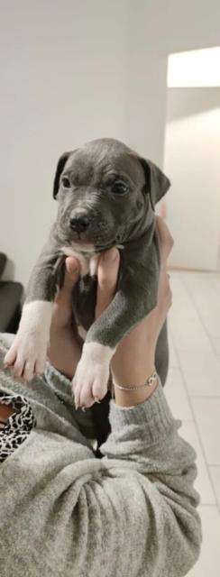 America Pit Bull Welpe Blueline der perfekte Welpe für Ihre Familie - Rassehunde Pit Bull - Hillesheim