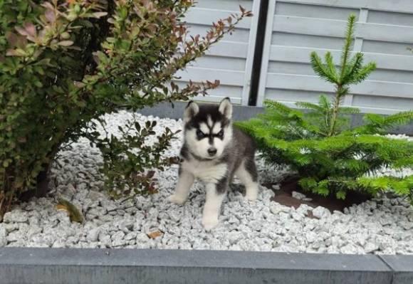 Schöner Husky Siberia-Welpe Blaue Augen - Rassehunde Husky - Pohlheim