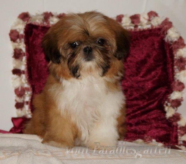 Shih Tzu Hündin sucht noch ein Zuhause - Rassehunde Shih Tzu - Frankfurt