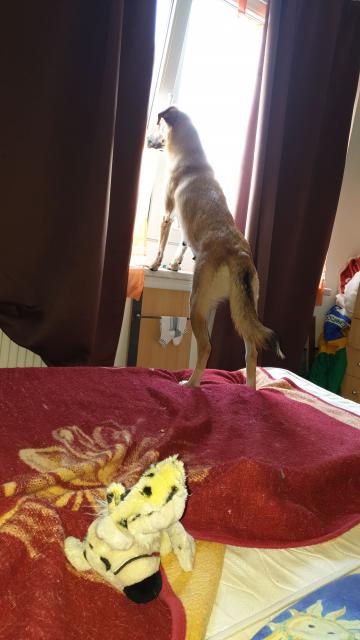 Mechelaar, Belgischer Schäferhund gute Hände abgeben  - Rassehunde Schaeferhund - Plauen 