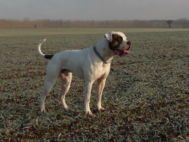 American Bulldog Deckrüde ausgewertet - Rassehunde Bulldog - Warburg