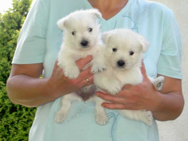 Westie Welpen zu verkaufen - Rassehunde Terrier - München