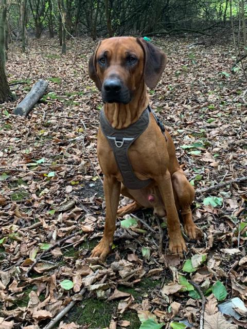 Rhodesian Ridgeback Deckrüde, KEIN VERKAUF!! - Rassehunde Rhodesian Ridgeback - Wegberg