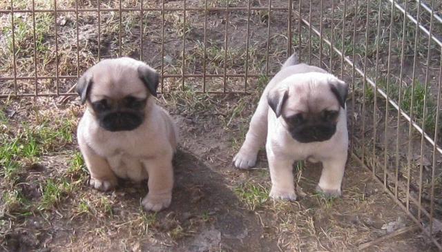 Liebevoller Mops Welpen für Ihre wunderbare Familie - Rassehunde Mops - Dortmund