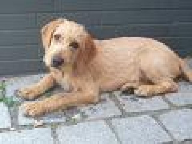 Alli, Magyar Vizsla Rauhaar Mix Welpe sucht Familie - Mischlinge - Steffenberg
