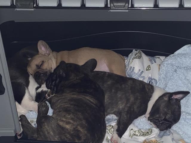 Französische Bulldoggen in HH geboren  27.7.21 - Rassehunde Franzoesische Bulldogge - Hamburg 