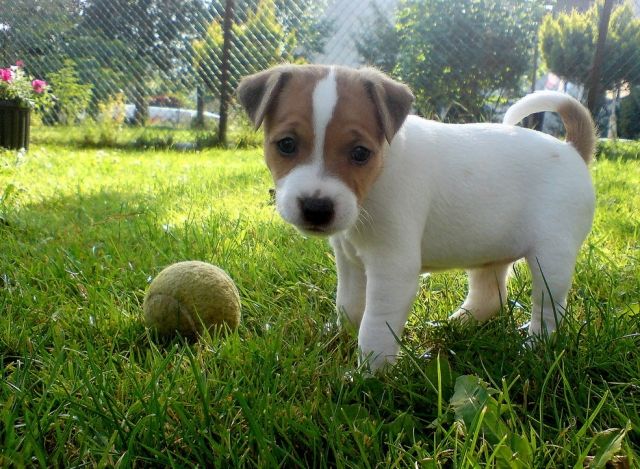 Jack-Russell-Welpen - Rassehunde Dogge - Berlin