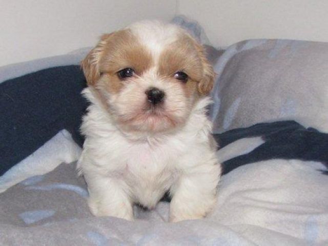 Kleine süße Shih Tzu Babys - Rassehunde Shih Tzu - feldatal