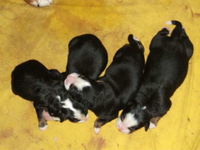 Bernersennen Welpen zu verkaufen - Rassehunde Bernersennen - Übach-Palenberg