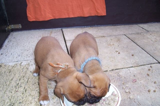 2 Boxerwelpen aus Wuppertal - Rassehunde Boxer - Wuppertal
