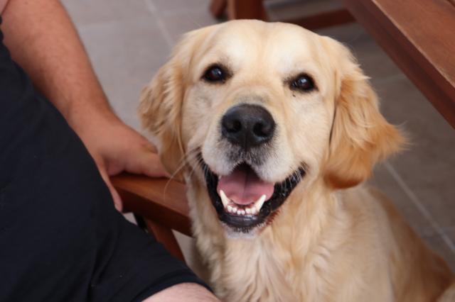 Welpen? Unser reinrassiger Golden Retriever Deckrüde bietet seine Dienste an - Deckanzeigen - Haag in Oberbayern
