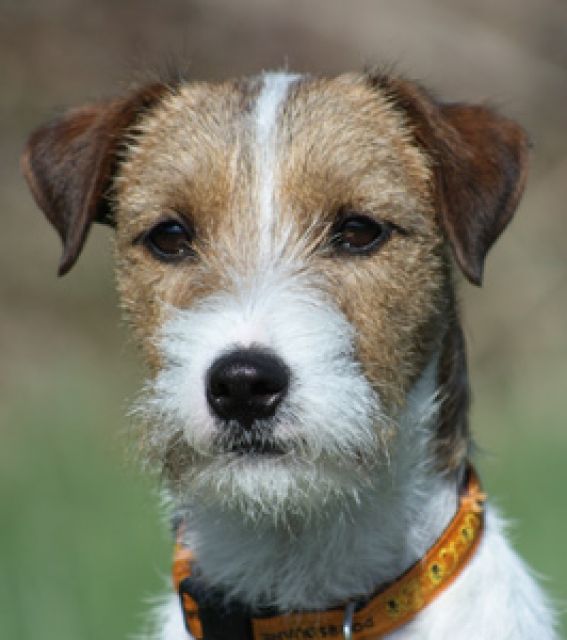 Parson Russel Terrier Rüde 13 Monate alt - Rassehunde Terrier - Diez