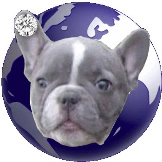 Französische Bulldogge in Blau aus deutscher Zucht - Rassehunde Franzoesische Bulldogge - Mügeln