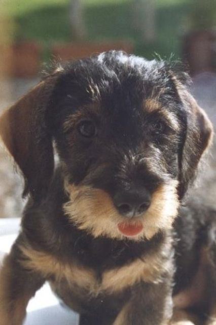 Rauhhaardackelwelpen - Rassehunde Dackel - Köln