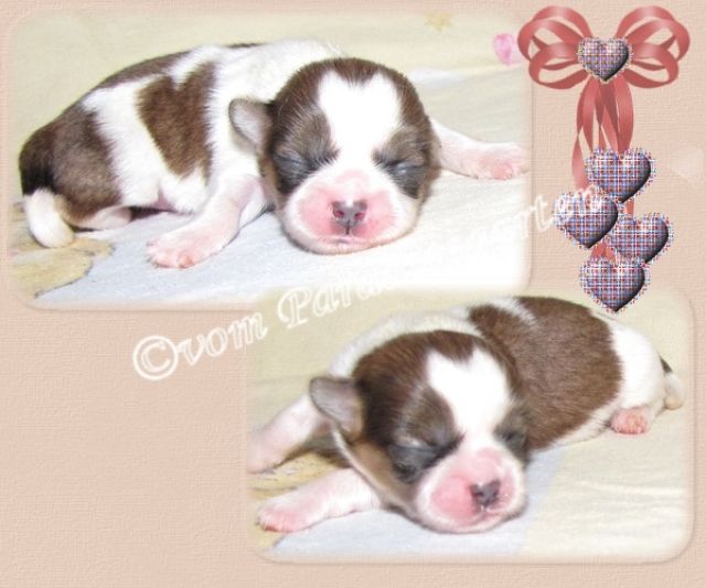 Shih Tzu Püppchen - Rassehunde Shih Tzu - feldatal