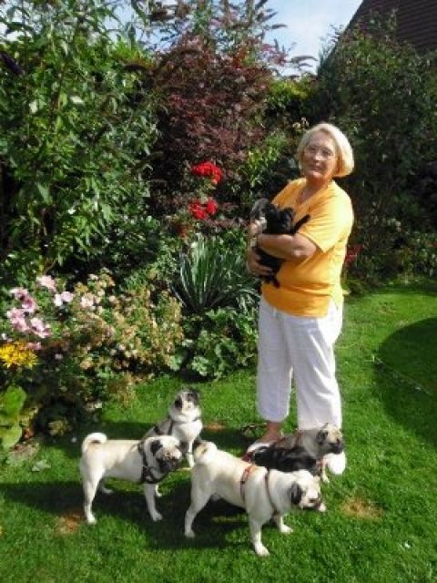 Mopsbande vom kleinen Meer**** - Rassehunde Mops -  Hannover