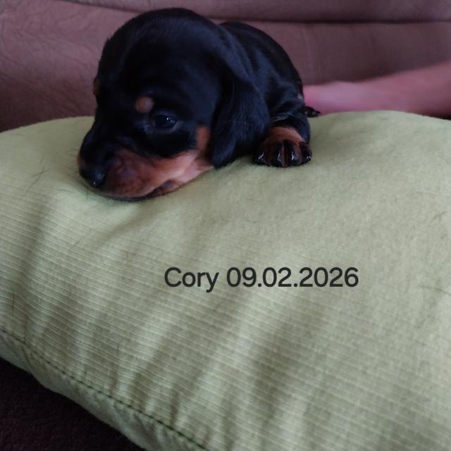 Zwergdackel - Rassehunde Dackel - Lostau