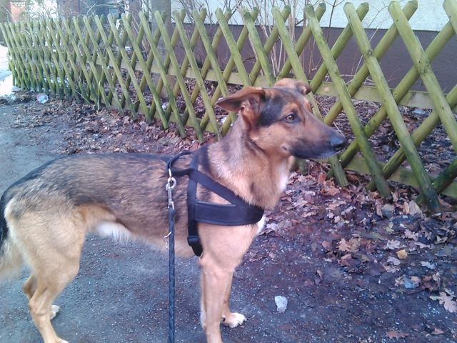 Biete Deckrüden - Deckanzeigen - Bielefeld