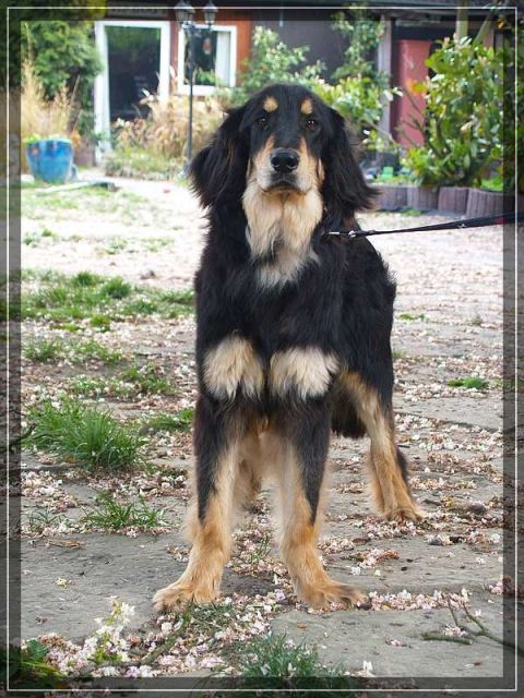 Junger Hovawartrüde in schwarzmarken mit Papieren - Rassehunde Hovawart - Dortmund