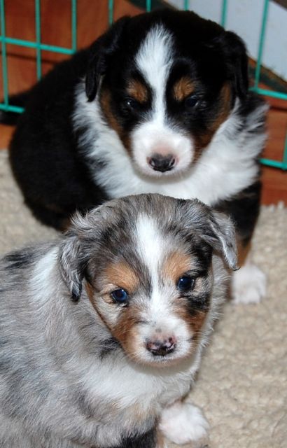 Mini Australian Shepherd Welpen - Rassehunde Australian Shepherd - Kloster Lehnin