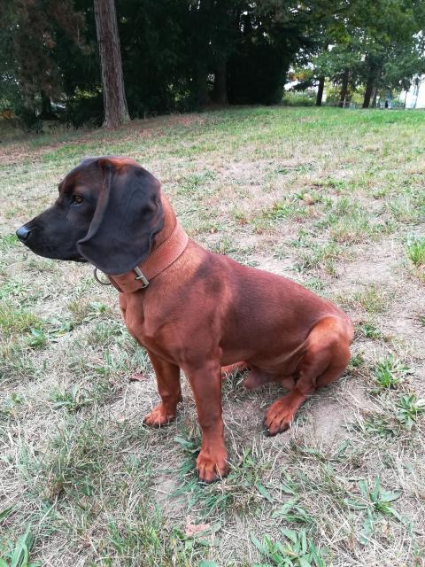 Deckrüde Caesar  - Deckanzeigen - Görlitz