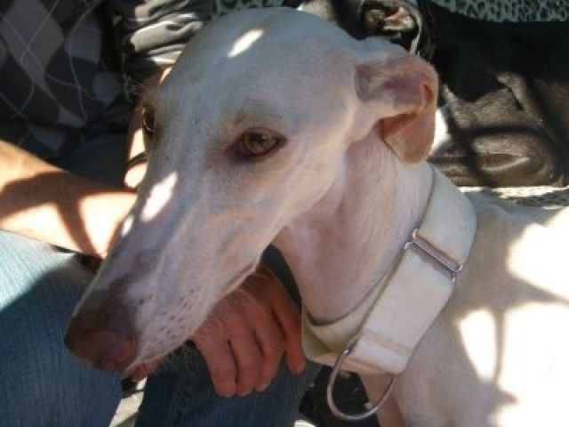 Galgo espanol - Rassehunde Windhund - Niederwürschnitz