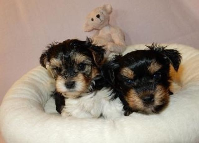 Reinrassige Yorkshirewelpen suchen ein neues Zuhause - Rassehunde Terrier -  52525 Heinsberg