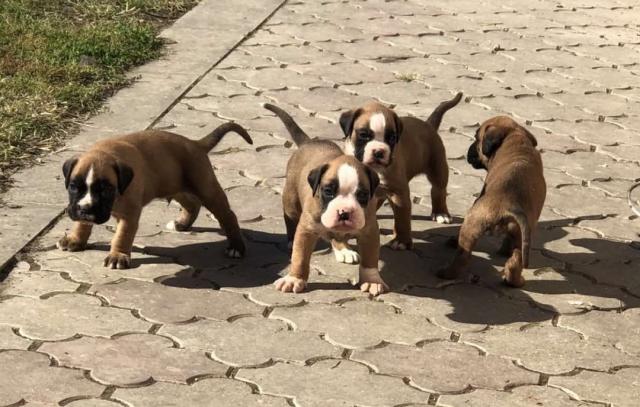 Deutsche Boxerwelpen - Rassehunde Boxer - Golubinci