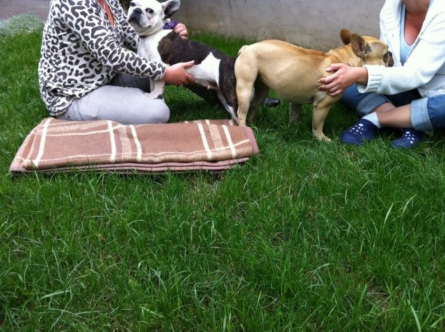 Französische Bulldoggen Welpen Wurfankündigung - Rassehunde Franzoesische Bulldogge - Mainaschaff